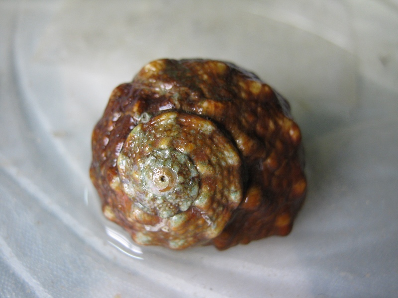  p>朝鲜花冠小月螺( i>lunella coreensis /i> r&eacute;cluz