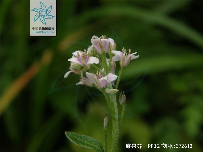  p>一年或二年生草本,高20-60厘米,具星状毛,3-4叉毛,毛具短柄,分叉毛