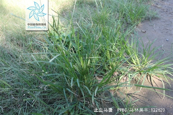  p>止血马唐(学名: i>digitaria ischaemum /i> (schreb.) schreb.