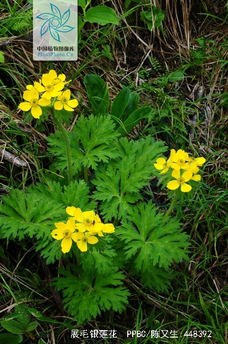  p>展毛银莲花(学名:anemone demissa hook.f.