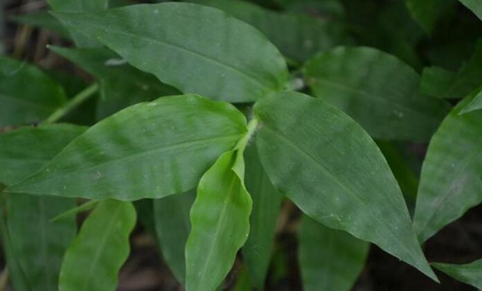 是禾本科,求米草属植物,多年生草本.