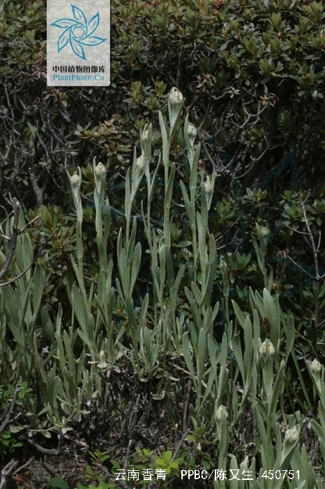 anaphalis yunnanensis