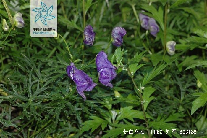  p>长白乌头(拉丁学名: i>aconitum tschangbaischanense /i> s. h.