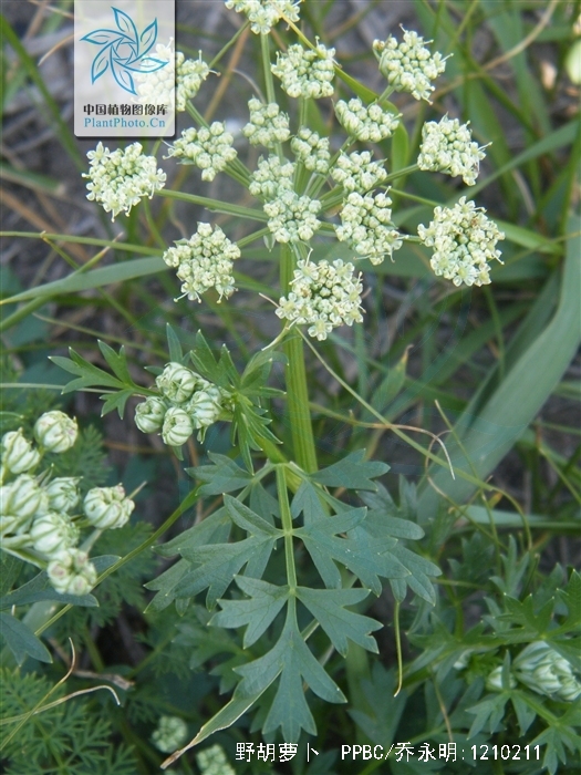  p>野胡萝卜(学名: i>daucus carota /i>  l.