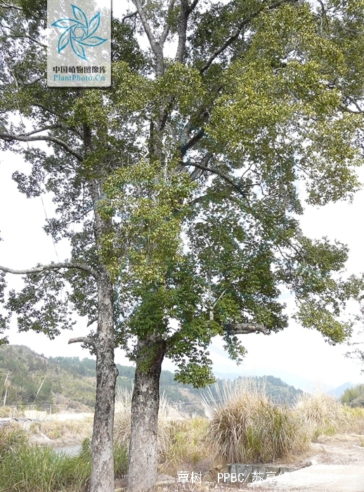  p> b>蕈树 /b>(拉丁文:altingia chinensis )别名细柄阿丁枫,细叶枫.