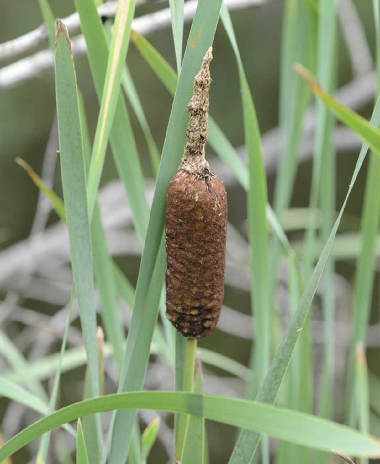  p>宽叶香蒲(学名: i>typha latifolia /i> linn.