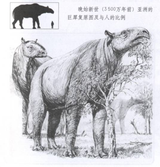 兰州巨獠犀_百度百科