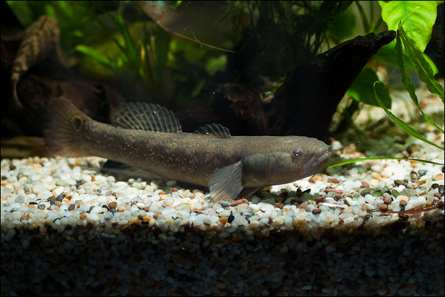  p>黑体塘鳢, i>eleotris melanosoma /i> (bleeker, 1852),为 a href