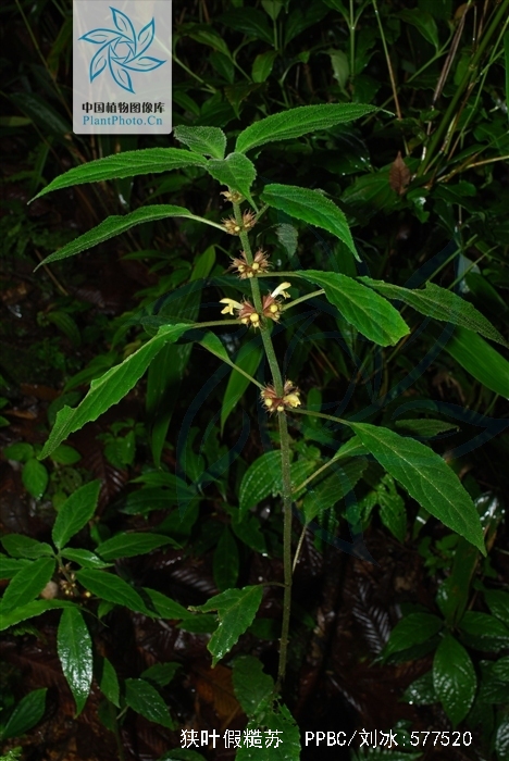  p>多年生草本,茎单生,高约50厘米,有时可达1.5米.