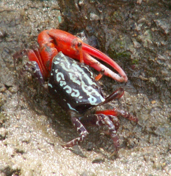  p>巨招潮蟹(学名:uca major)是一种是属于 a href="#" data-lemmaid=