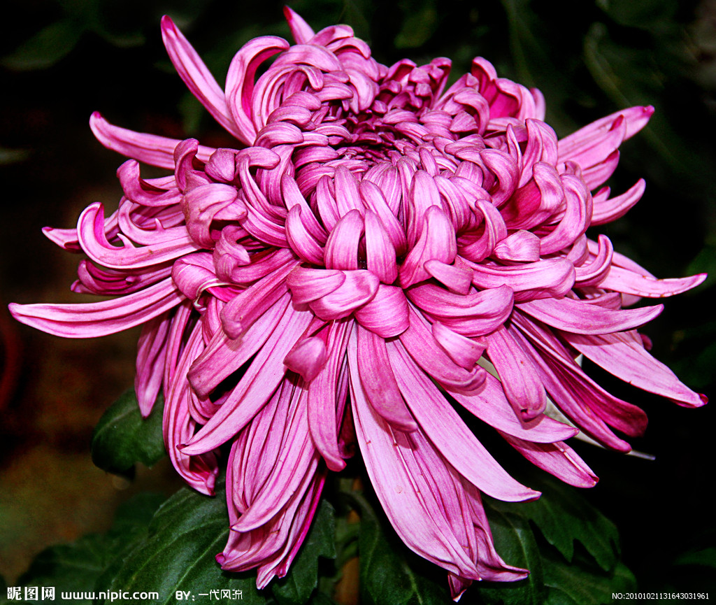 notoseris psilolepis