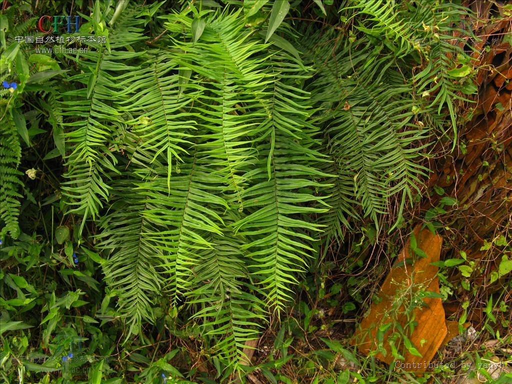  p>凤尾蕨(学名: i>pteris cretica l. var. nervosa /i>  (thunb.