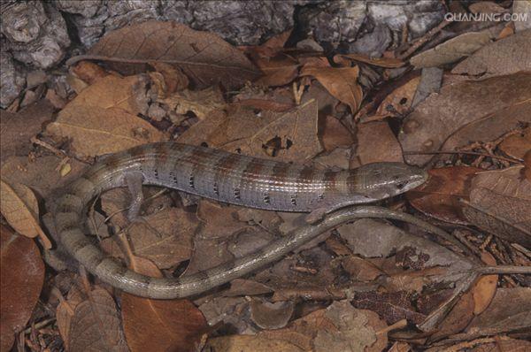  p>鳄蜥(学名: i>shinisaurus crocodilurus /i>):是爬行动物中比较