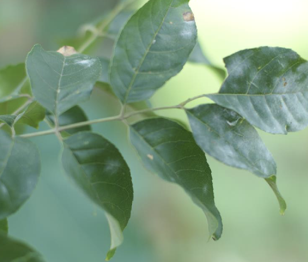  p>光蜡树(学名: i>fraxinus griffithii /i> c. b.