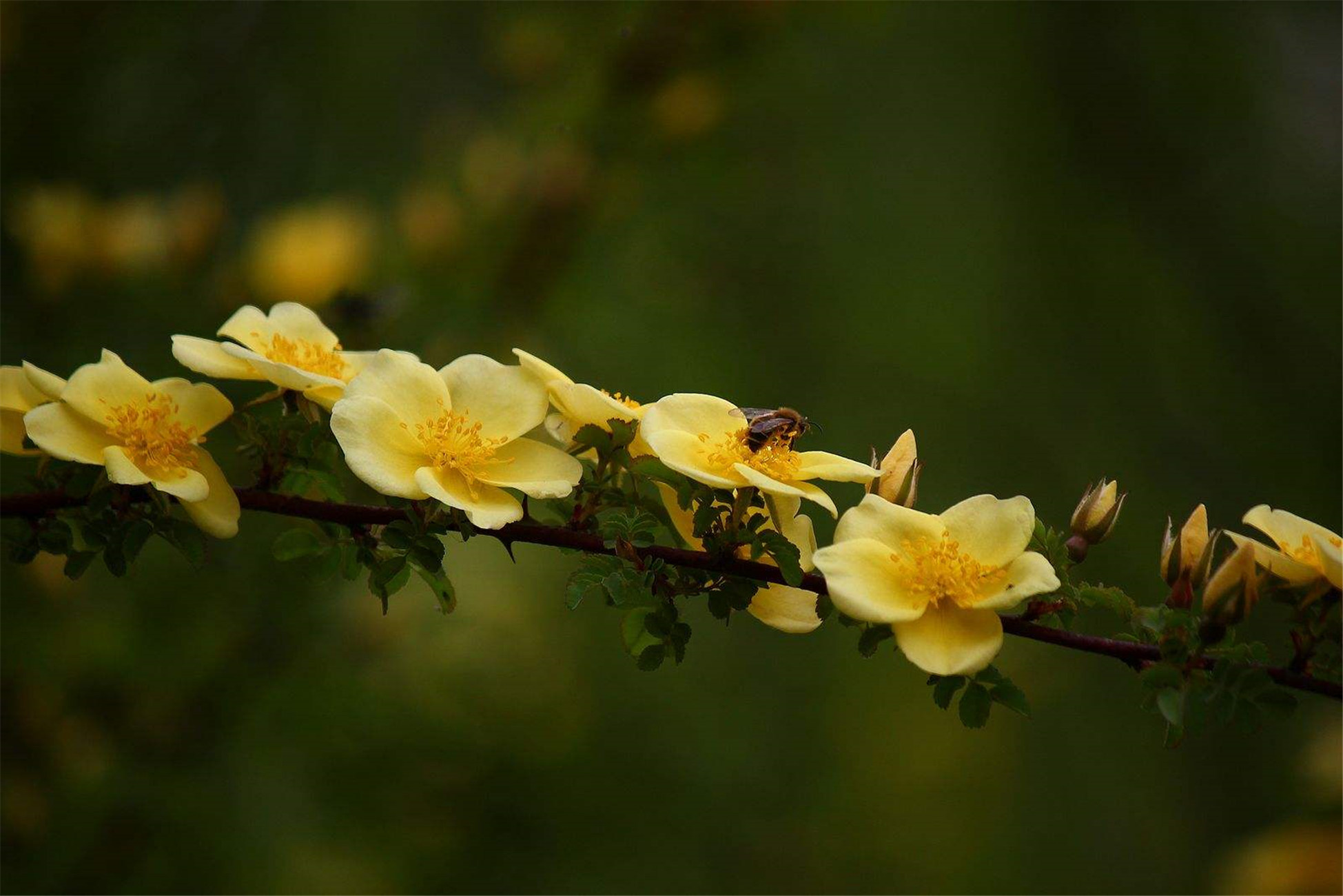 野生黄刺玫