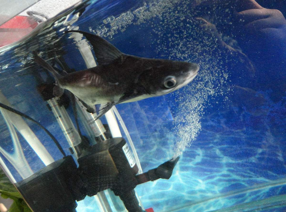  p>斧头鲨也叫蓝鲨,虎头鲨,属于鷶科鱼, 淡水鲨鱼体色有黑,白,灰,红