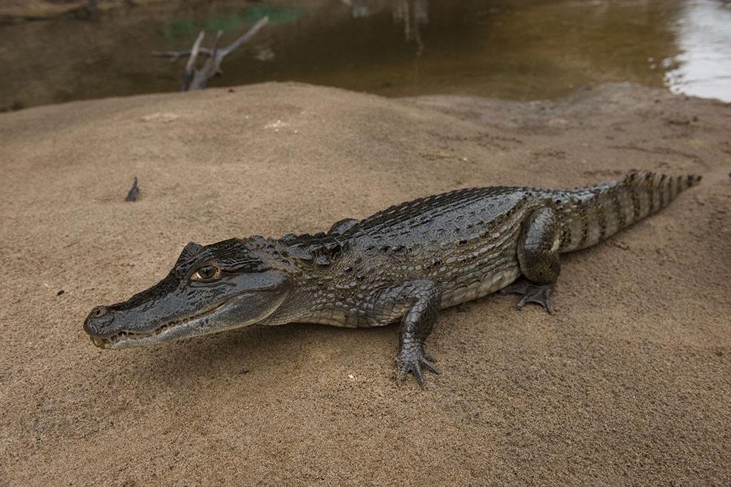 caiman crocodilus