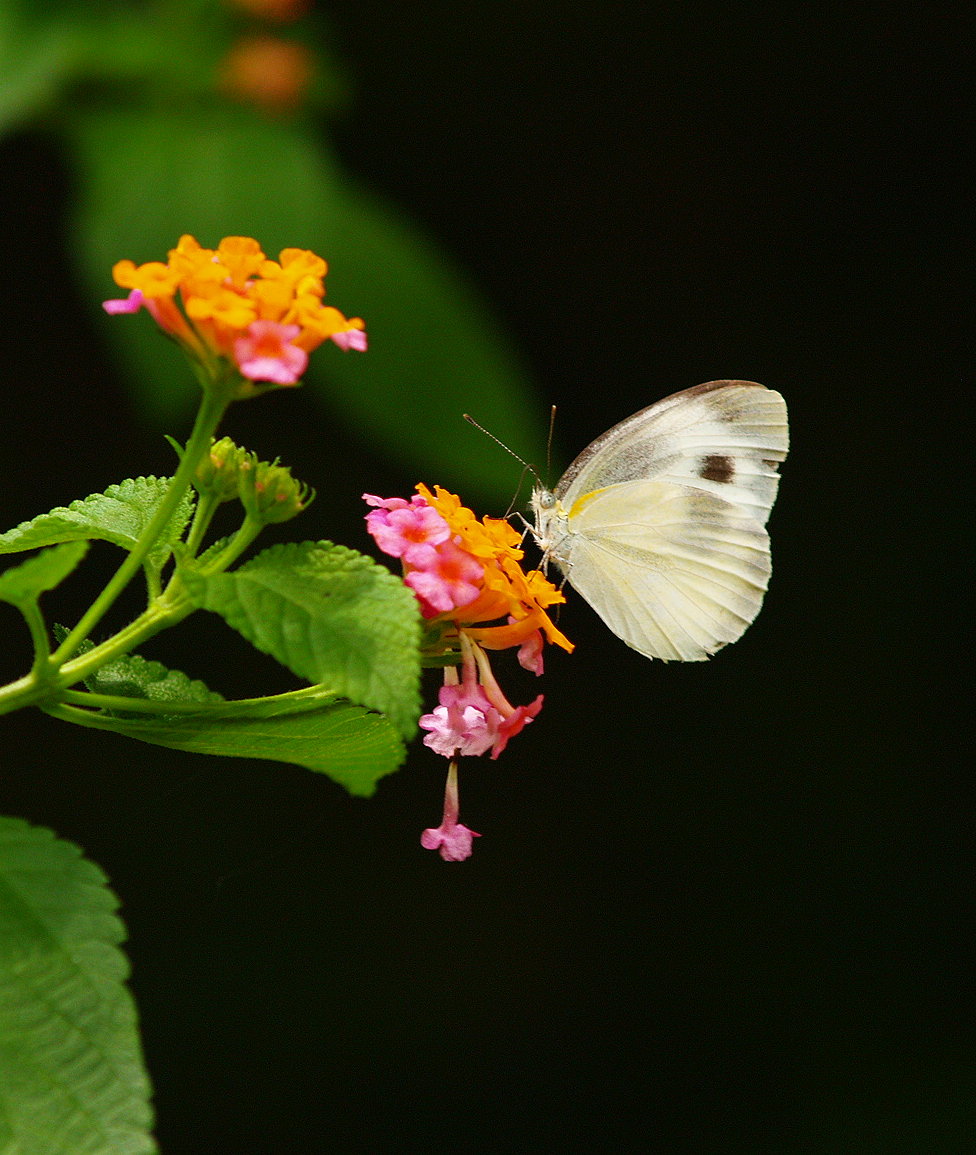  p>东方菜粉蝶, i>pieris canidia /i>,是 a href="#" data-lemmaid="