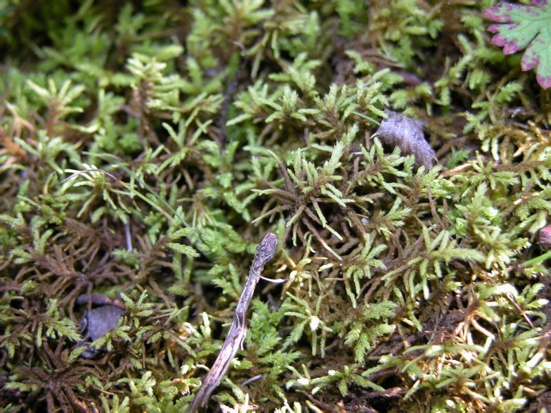 cephalozia connivens