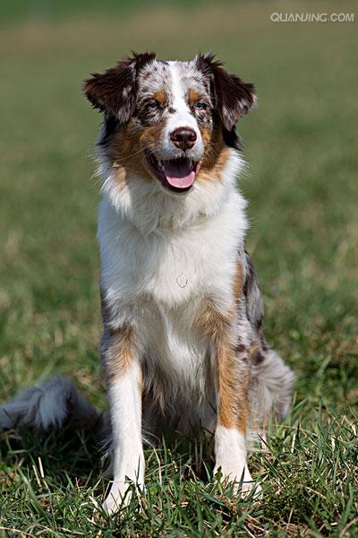 澳大利亚牧羊犬