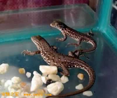 ref" data-ctrid="tifubaie55pt">麻蛇子,又名荒漠麻蜥,麻蜥蜴,马蛇子