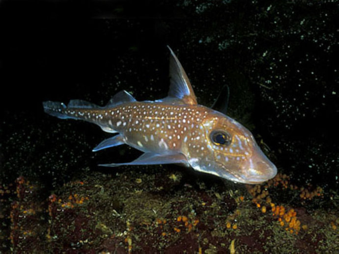  p>银鲛,俗称带鱼鲨,海兔子, a href="#">软骨鱼纲 /a> a href="#">