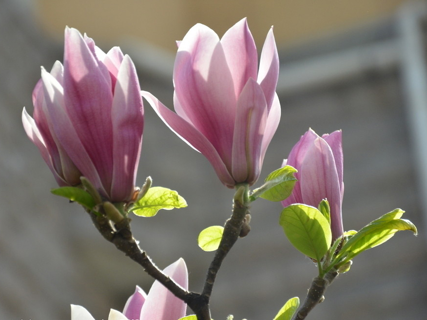 木兰科木兰属,又名木兰, a target="_blank" href="/item/辛夷