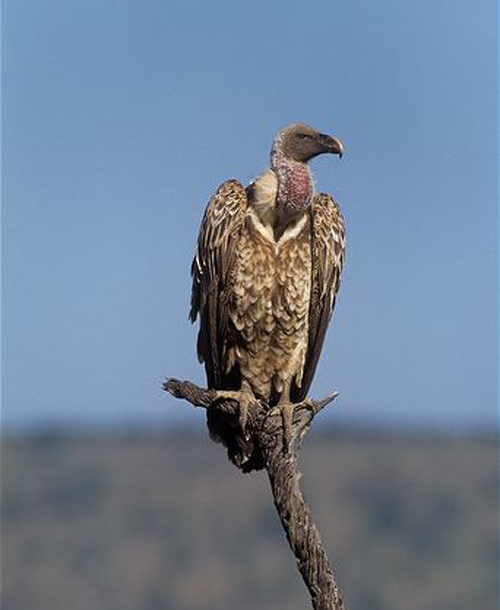  p>黑白兀鹫(学名: i>gyps rueppellii /i>):是鹰科,兀鹫属的一种大型