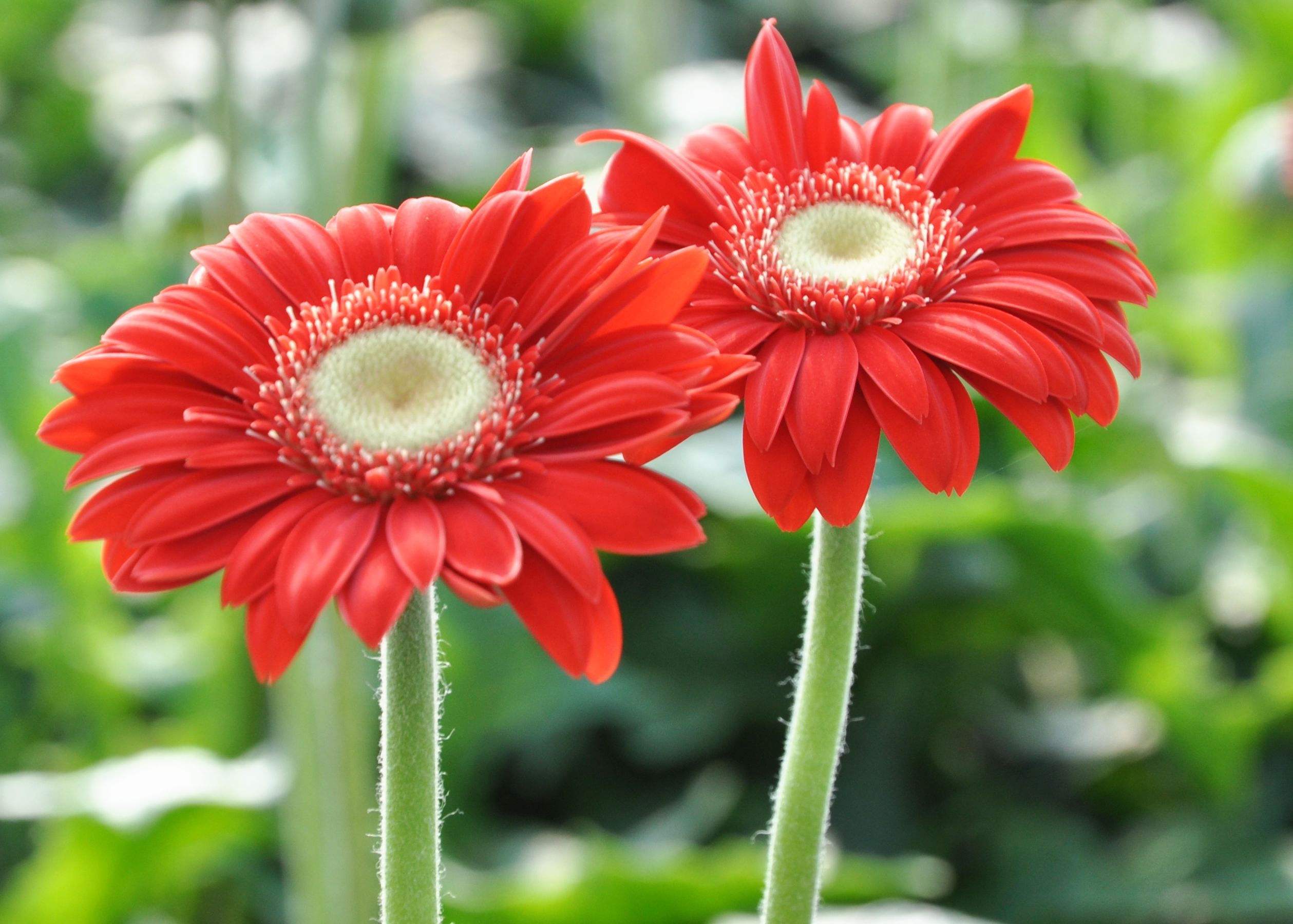 gerbera jamesonii bolus