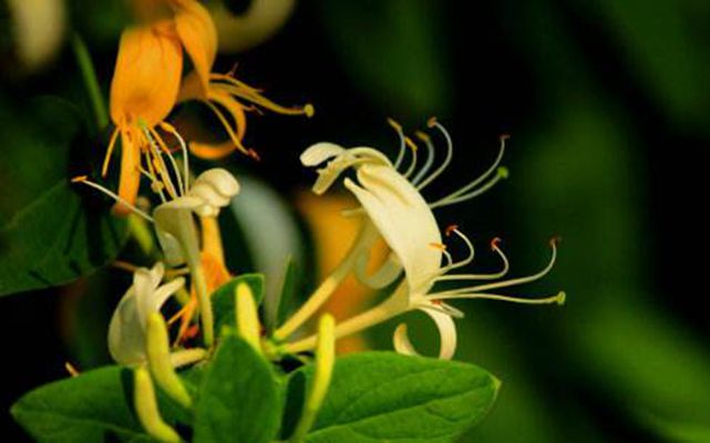  p>黄褐毛忍冬(学名: i>lonicera fulvotomentosa /i> hsu et s. c.