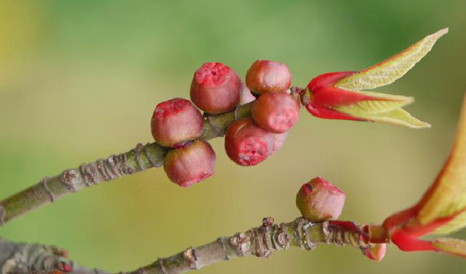 p>纸叶榕(学名:ficus chartacea)为桑科榕属的植物.
