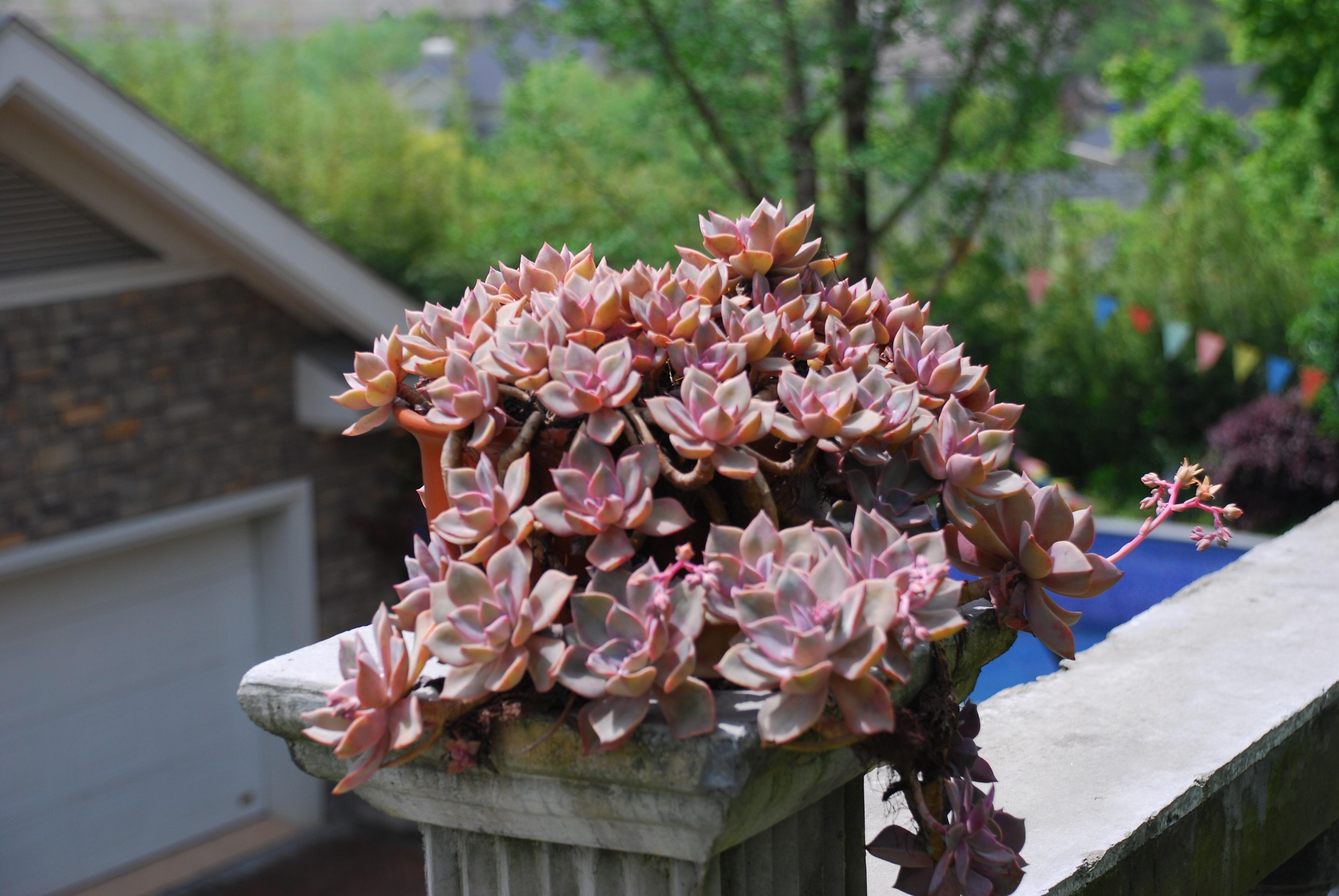 ="tb08leg1dfdy">初恋是景天科石莲属凤车草次属的多年生肉质草本植物