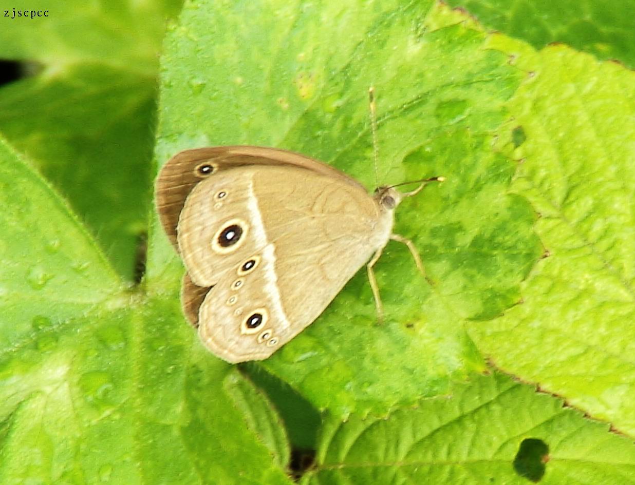  p>稻眼蝶是一种水稻常见虫害,在我国河南,陕西以南,四川,云南以东
