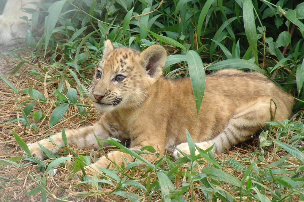 先天性弱,比 a target="_blank" href="/item/狮虎兽/636543" data