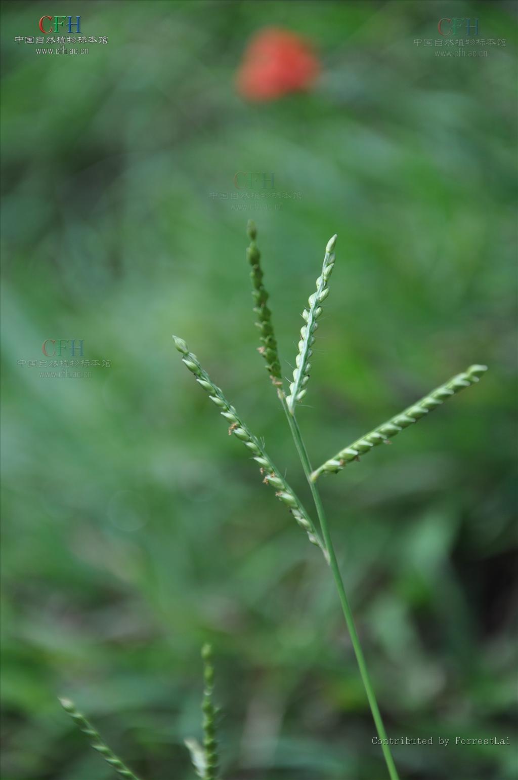  p>约25种,产东半球 a target="_blank" href="/item/热带">热带 /a>