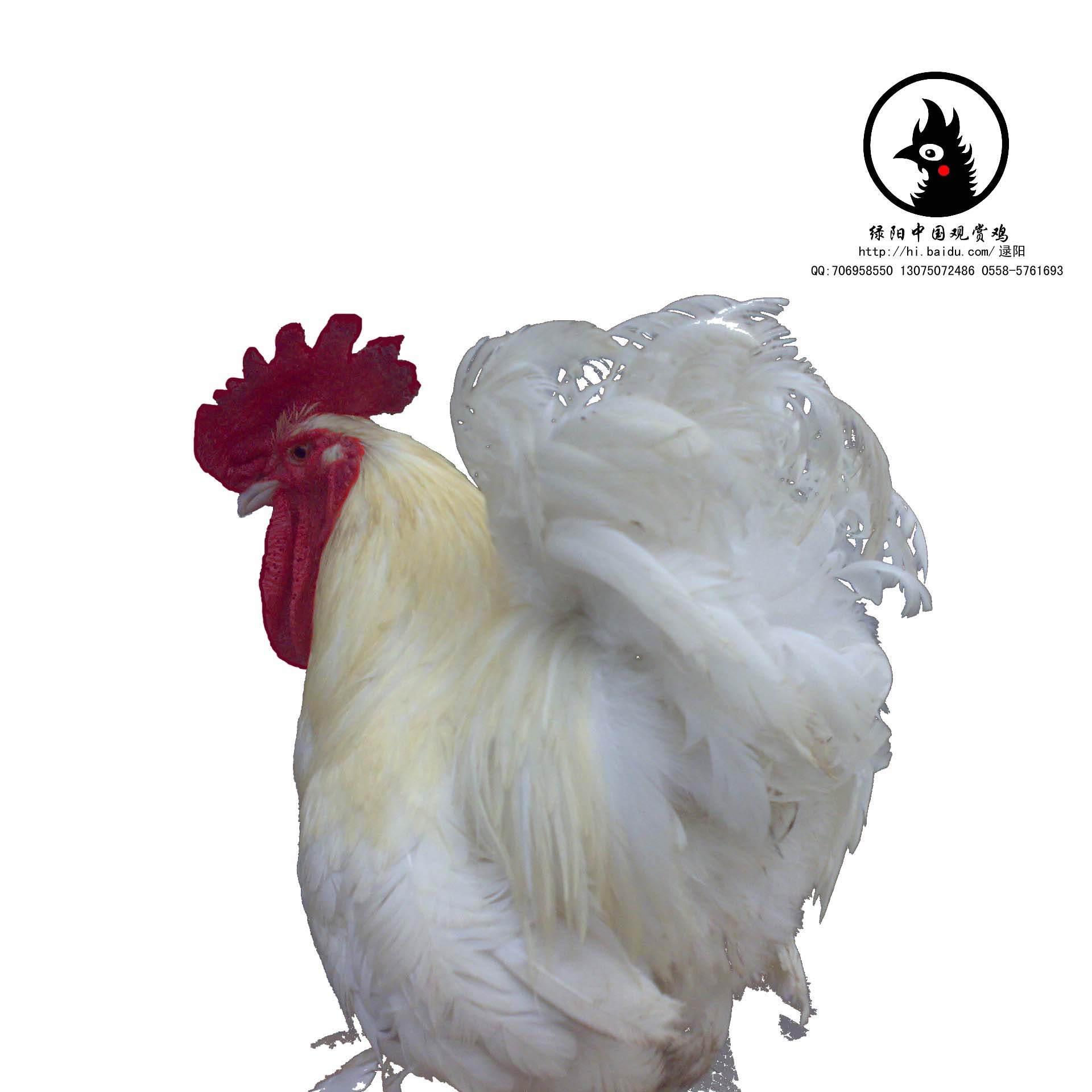 中国观赏鸡