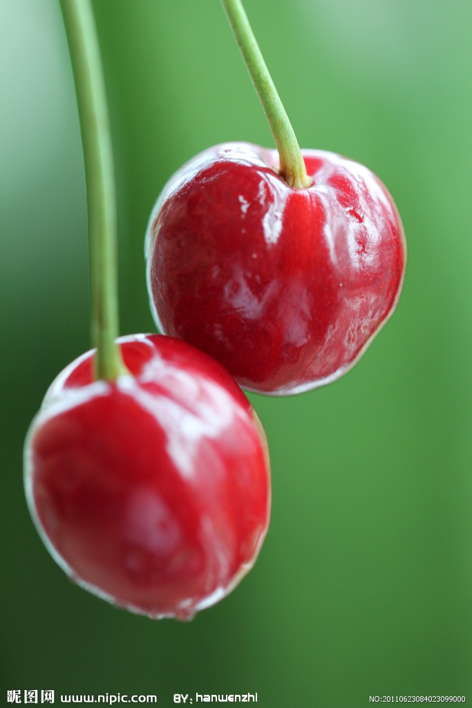 id="gnwn76l9l3">大紫(black tartarian)又名大叶子,大红袍,大红樱桃