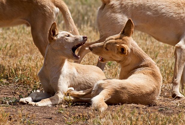  p>澳洲野犬(学名: i>canis lupus dingo /i>):是哺乳纲,犬科的 a