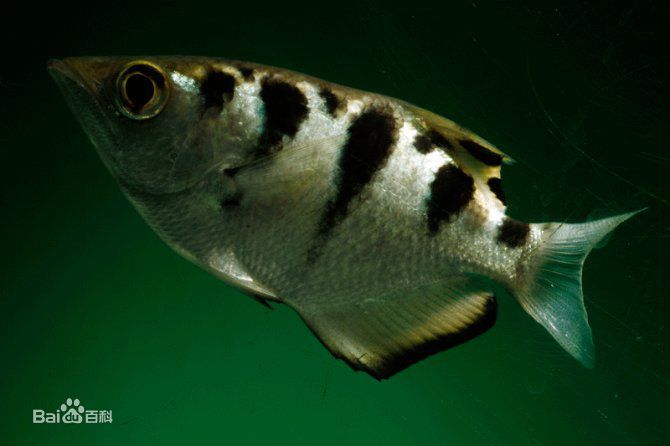  p>射水鱼属(学名: i>toxotes /i>;英文名称:archer fish):是分布于