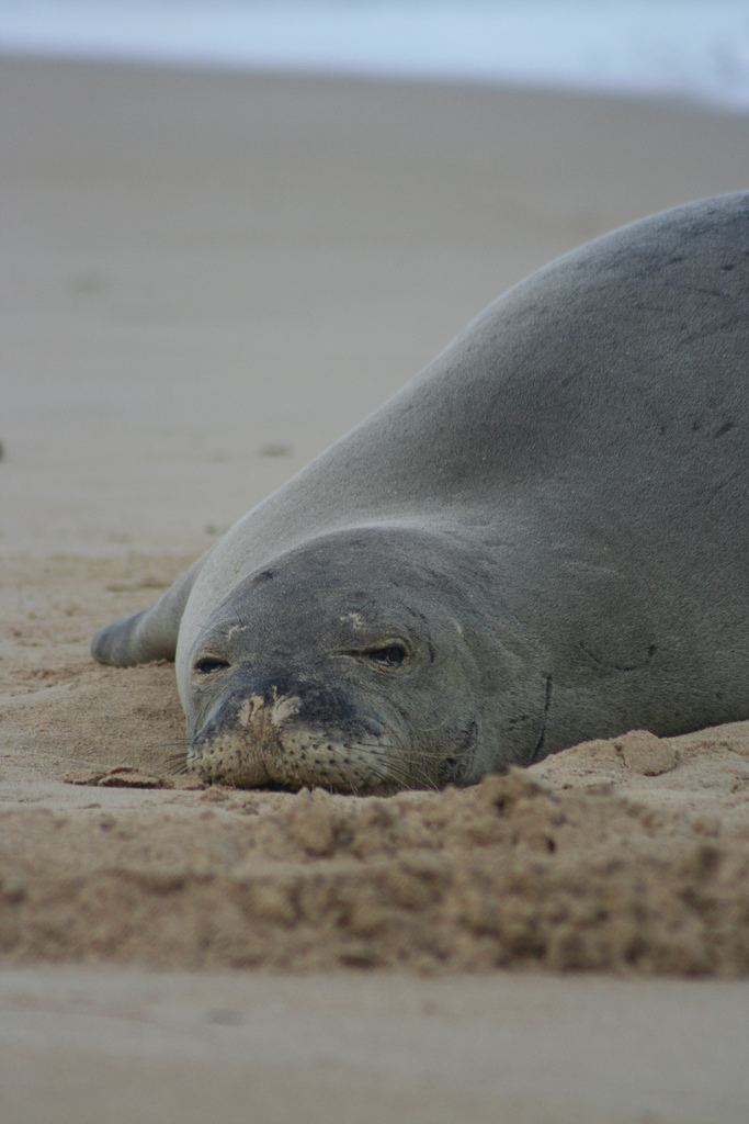  p>夏威夷僧海豹(学名:monachus schauinslandi)在 a href="#" data