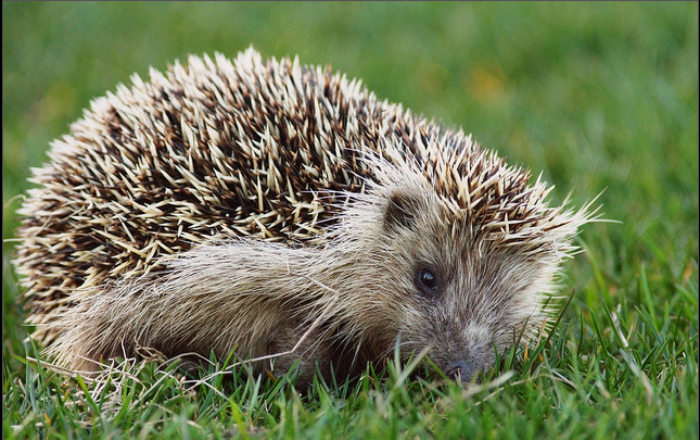 学名: i>erinaceus amurensis  /i>schrenk),别名东北刺猬,黑龙江刺猬