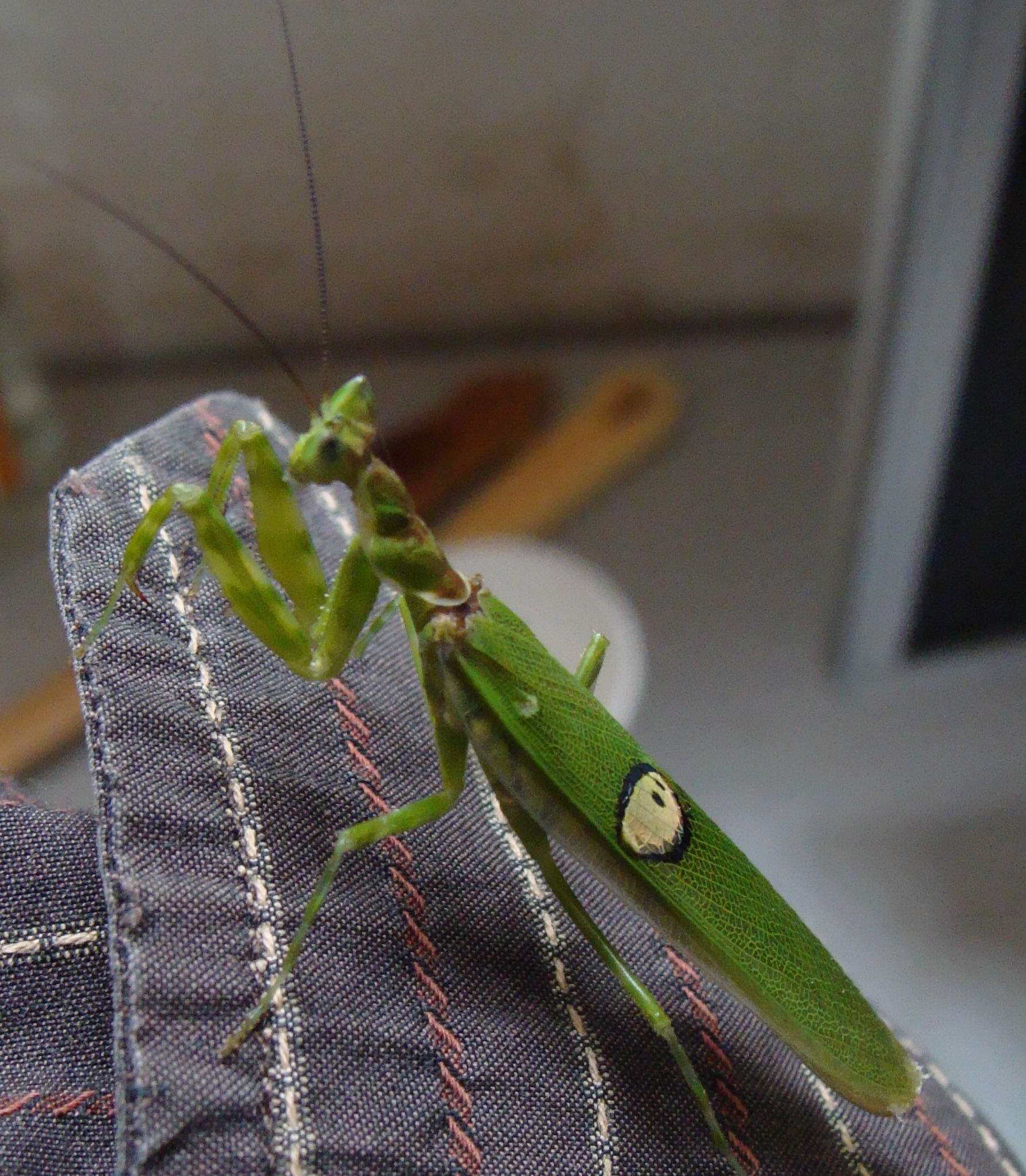  p>丽眼斑螳, a href="#" data-lemmaid="4668806">雄性 /a>后翅臀域