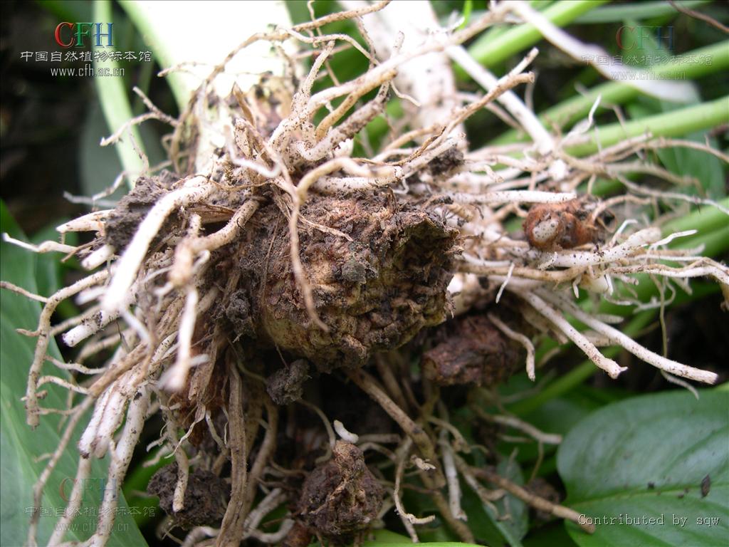 犁头尖属(学名:typhonium)是<a target="