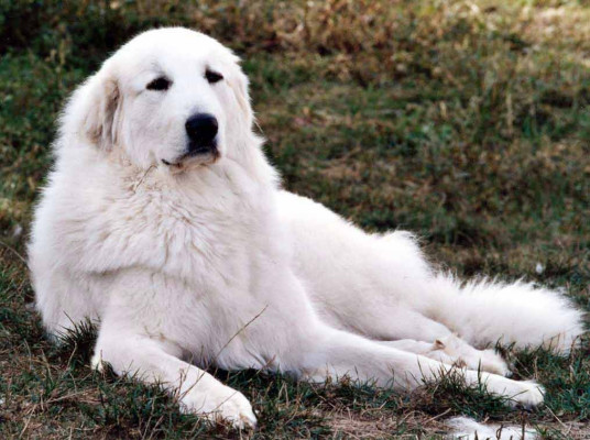 大白熊犬 百度百科