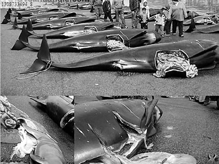 杀海豚节