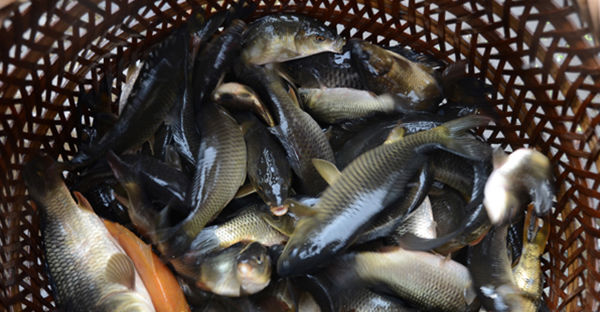 郴州高山禾花鱼