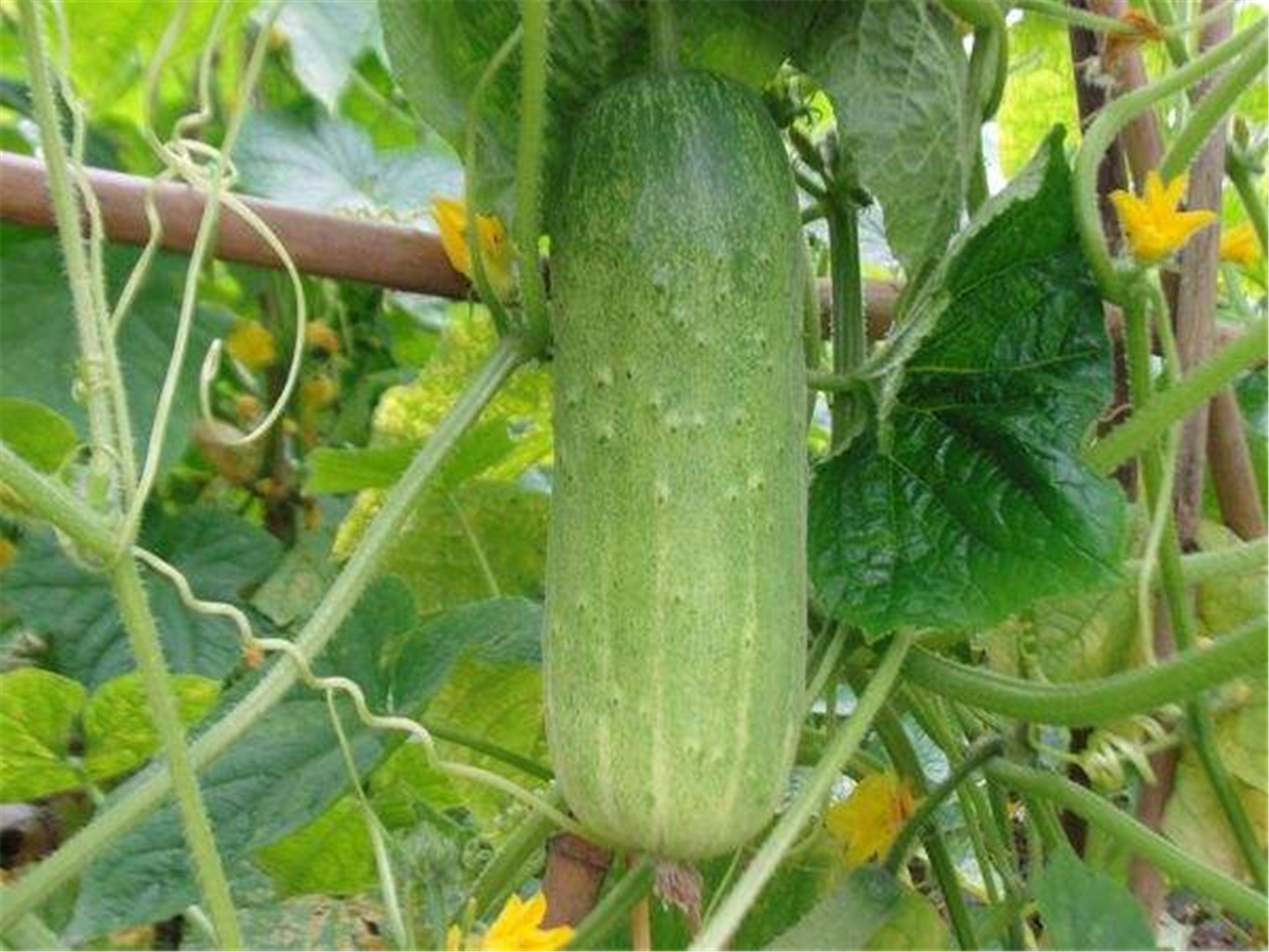 山黄瓜