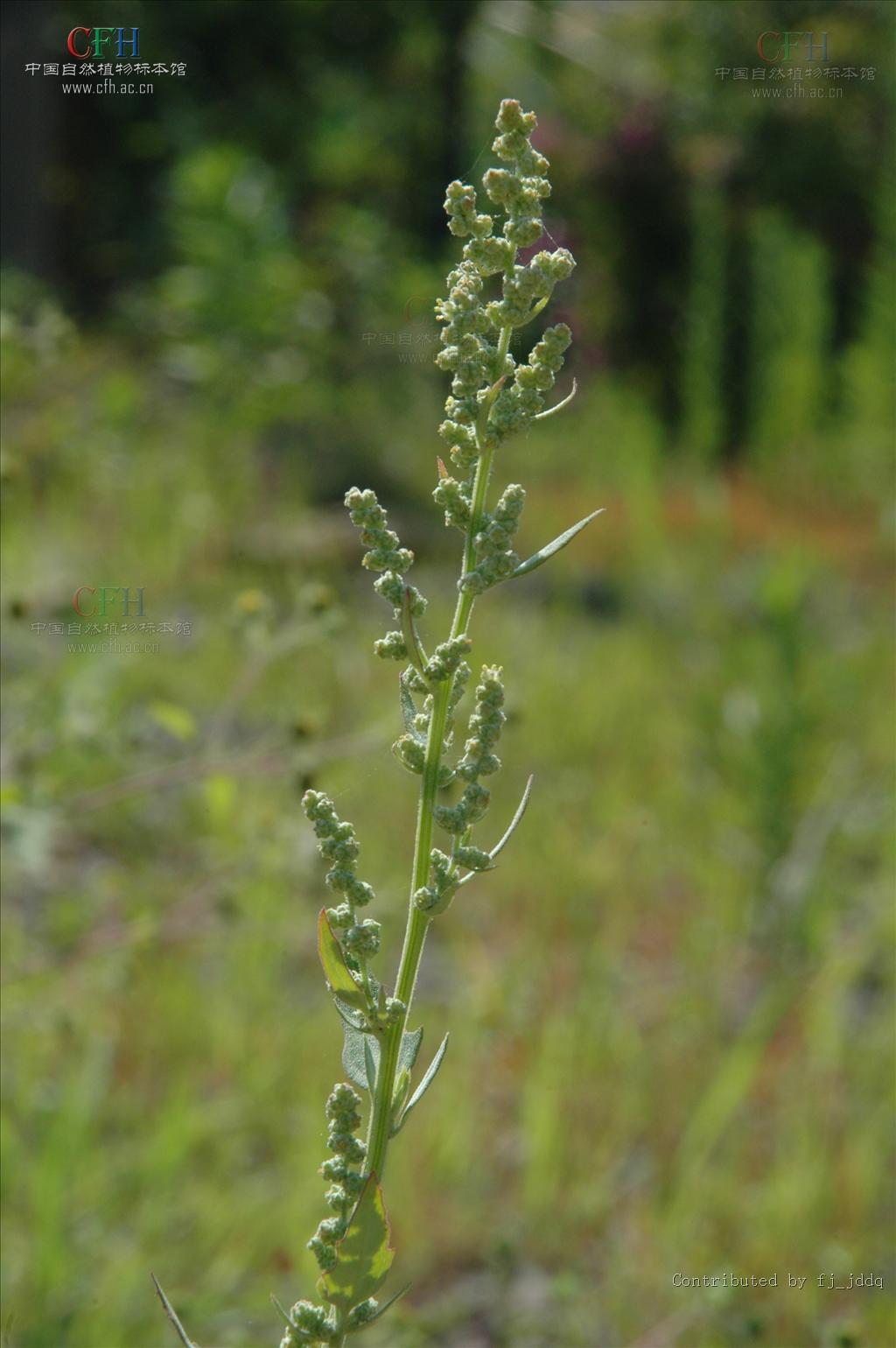  p>小藜,是 a href="#" data-lemmaid="2696956">藜科 /a> a>藜属 /a>