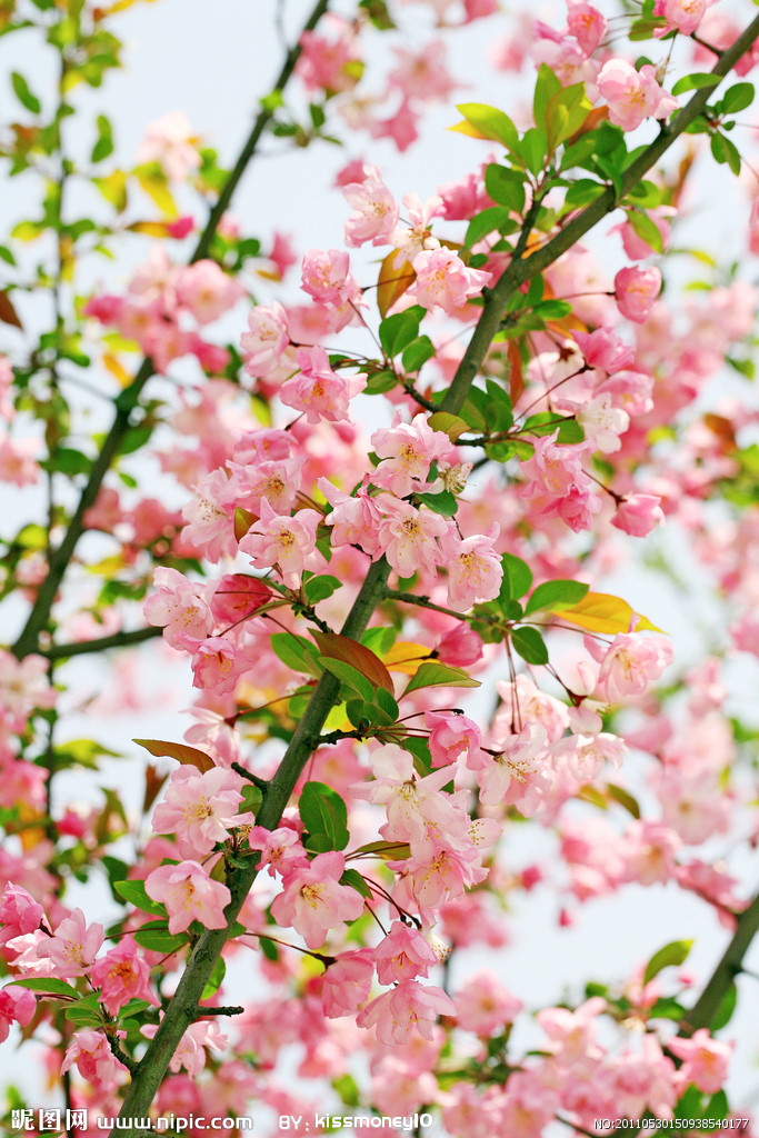  p>七星海棠(学名:seven pistil chaenomeles sinensis)属 a target="