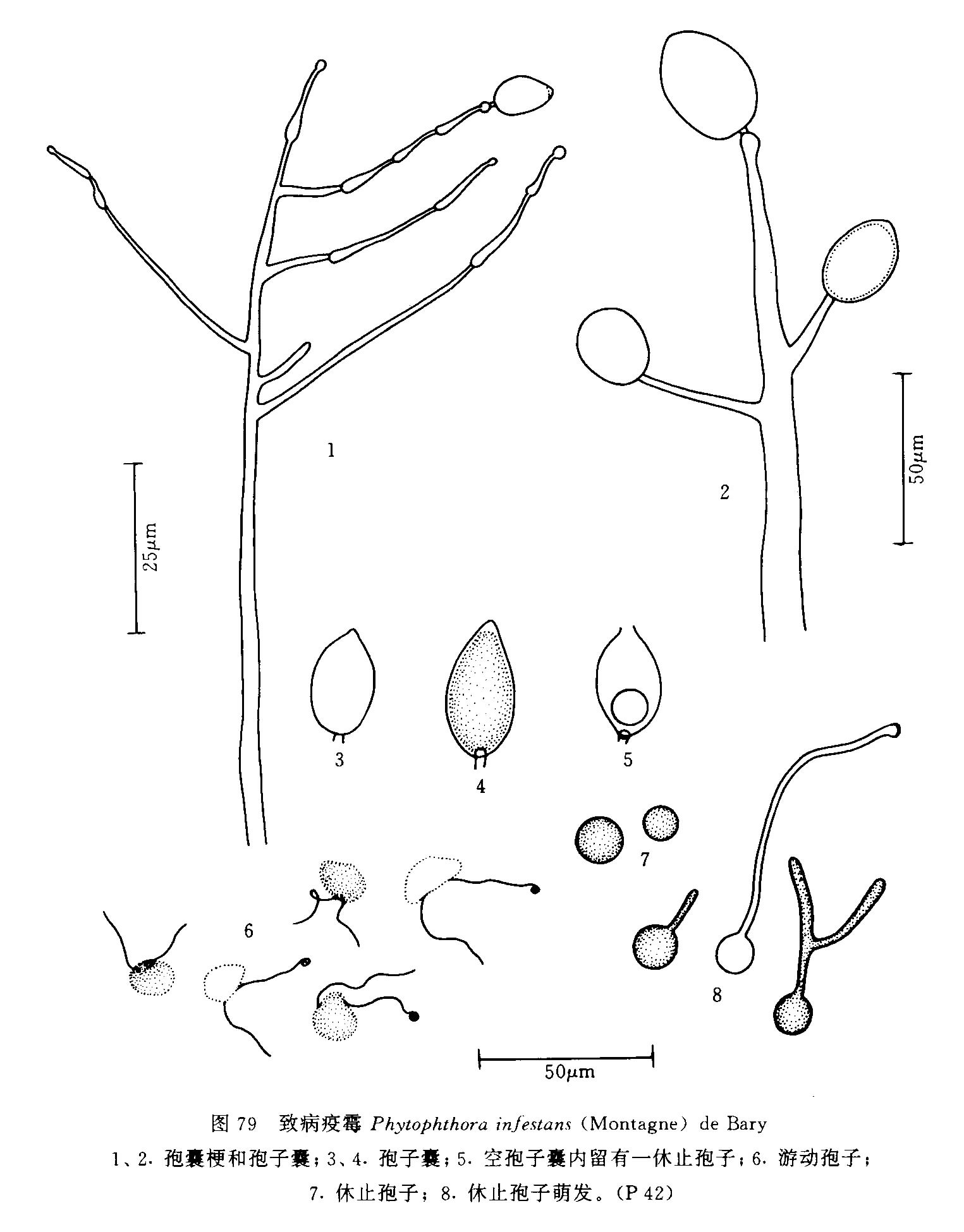  p>在 a href="#" data-lemmaid="8336849">马铃薯块茎 /a>上,菌丝无